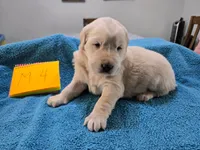 Male 4, a male Golden Retriever for sale in Chickasha, OK – Photo 1 of 2