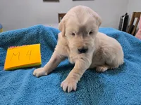 Male 4, a male Golden Retriever for sale in Chickasha, OK – Photo 2 of 2