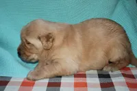 Male 4, a male Golden Retriever for sale in Chickasha, OK – 6 of 7