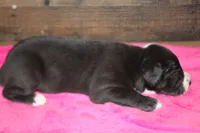 Female Mantle, a female Great Dane for sale in Chickasha, OK – 8 of 8