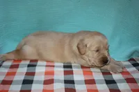 Male 2, a male Golden Retriever for sale in Chickasha, OK – 4 of 7