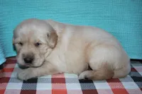 Male 1, a male Golden Retriever for sale in Chickasha, OK – 3 of 6