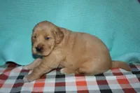 Male 3, a male Golden Retriever for sale in Chickasha, OK – 3 of 8