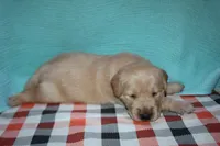 Male 2, a male Golden Retriever for sale in Chickasha, OK – 7 of 7