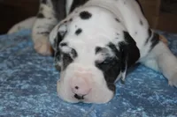 Harlequin Male, a male Great Dane for sale in Chickasha, OK – 3 of 5