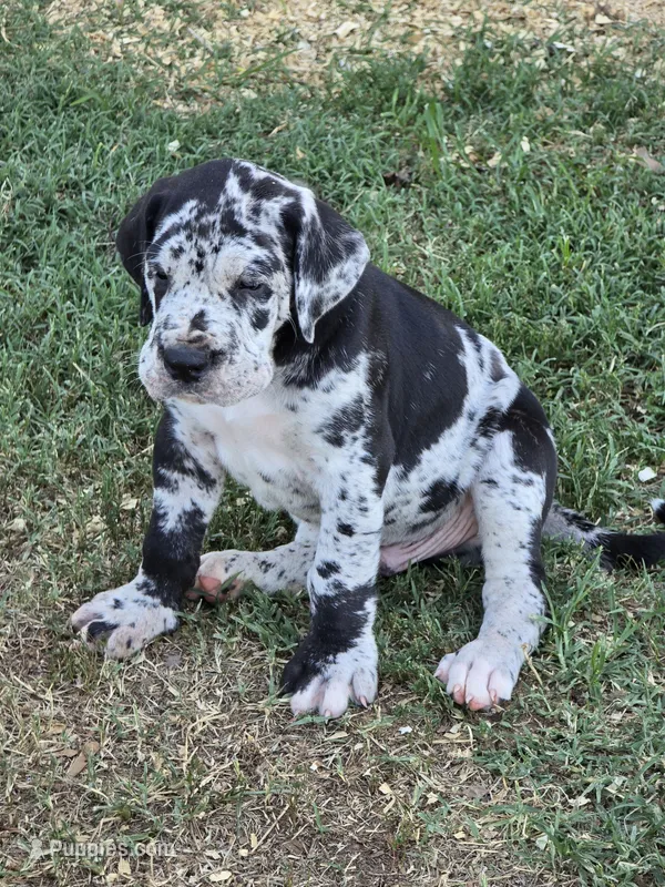 Merle Male Full AKC – Great Dane puppy for sale in Chickasha, OK