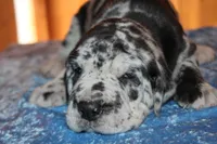 Merle Male, a male Great Dane for sale in Chickasha, OK – 7 of 8