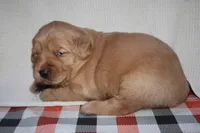 Female 2, a female Golden Retriever for sale in Chickasha, OK – 4 of 5