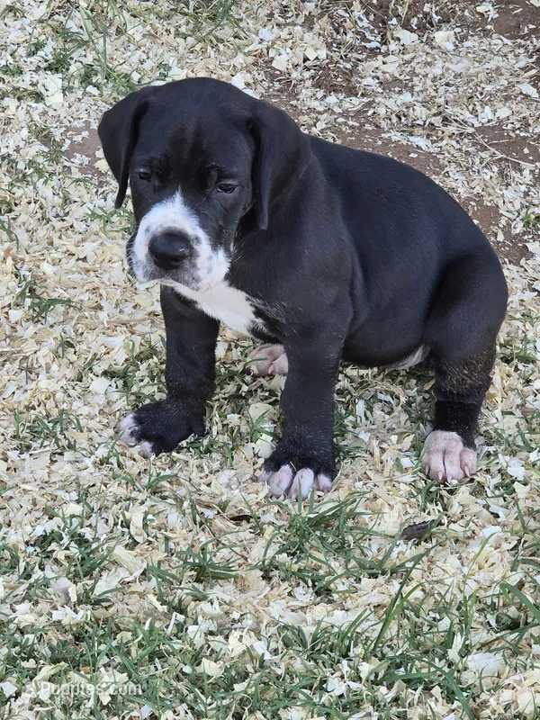Female Mantle Full AKC – Great Dane puppy for sale in Chickasha, OK