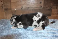 Merle Male, a male Great Dane for sale in Chickasha, OK – 2 of 8