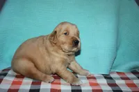Male 3, a male Golden Retriever for sale in Chickasha, OK – 4 of 8