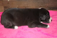 Female Mantle, a female Great Dane for sale in Chickasha, OK – 7 of 8