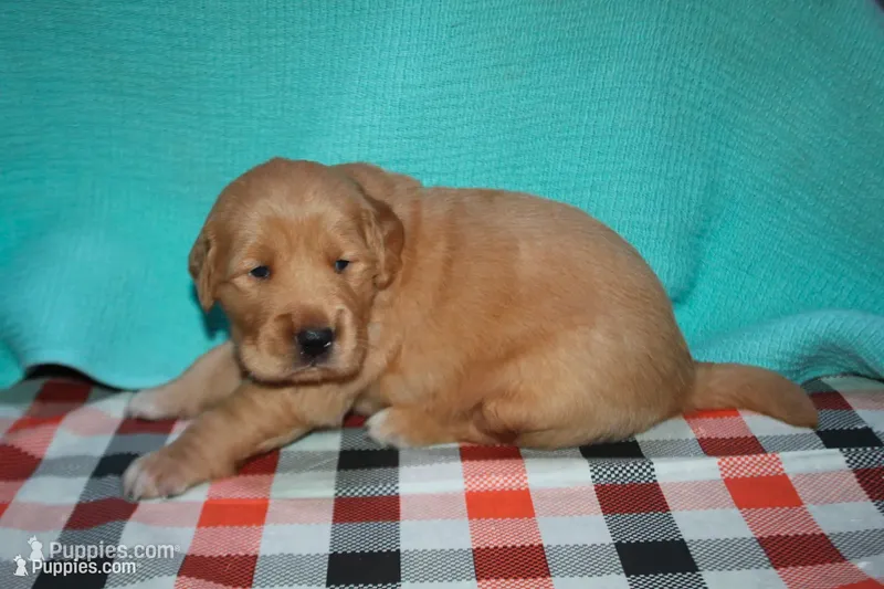 Male 3 – Golden Retriever puppy for sale in Chickasha, OK
