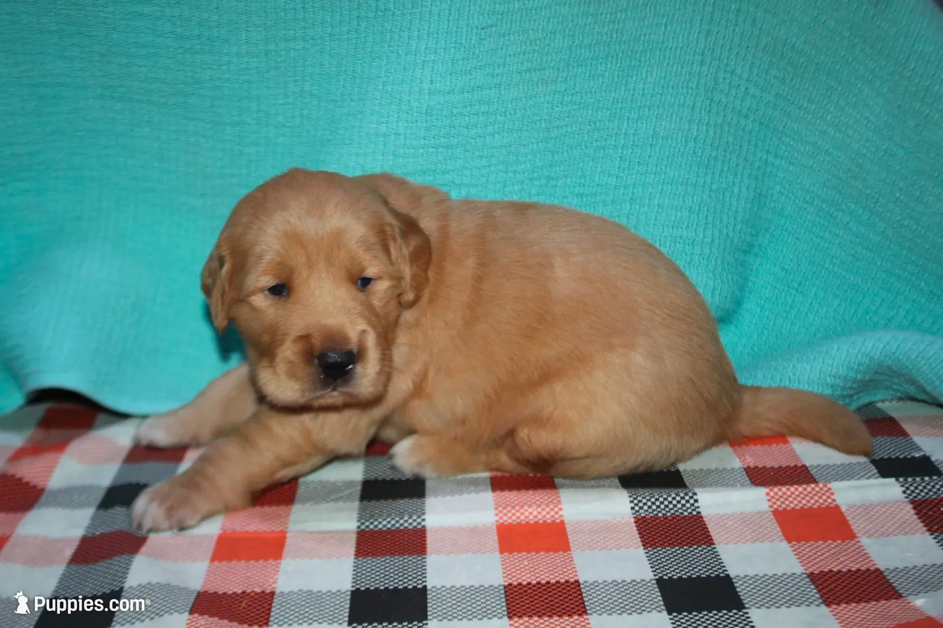 Male 3, a male Golden Retriever for sale in Chickasha, OK – 1 of 8