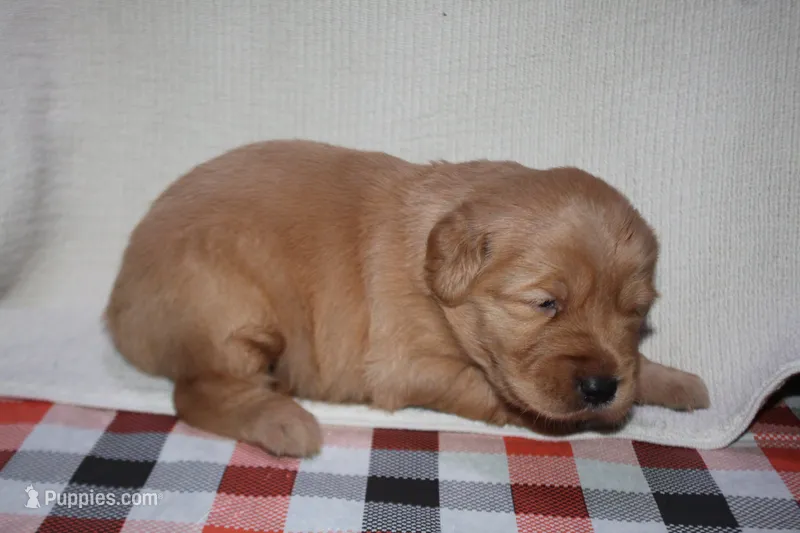 Female 2 – Golden Retriever puppy for sale in Chickasha, OK