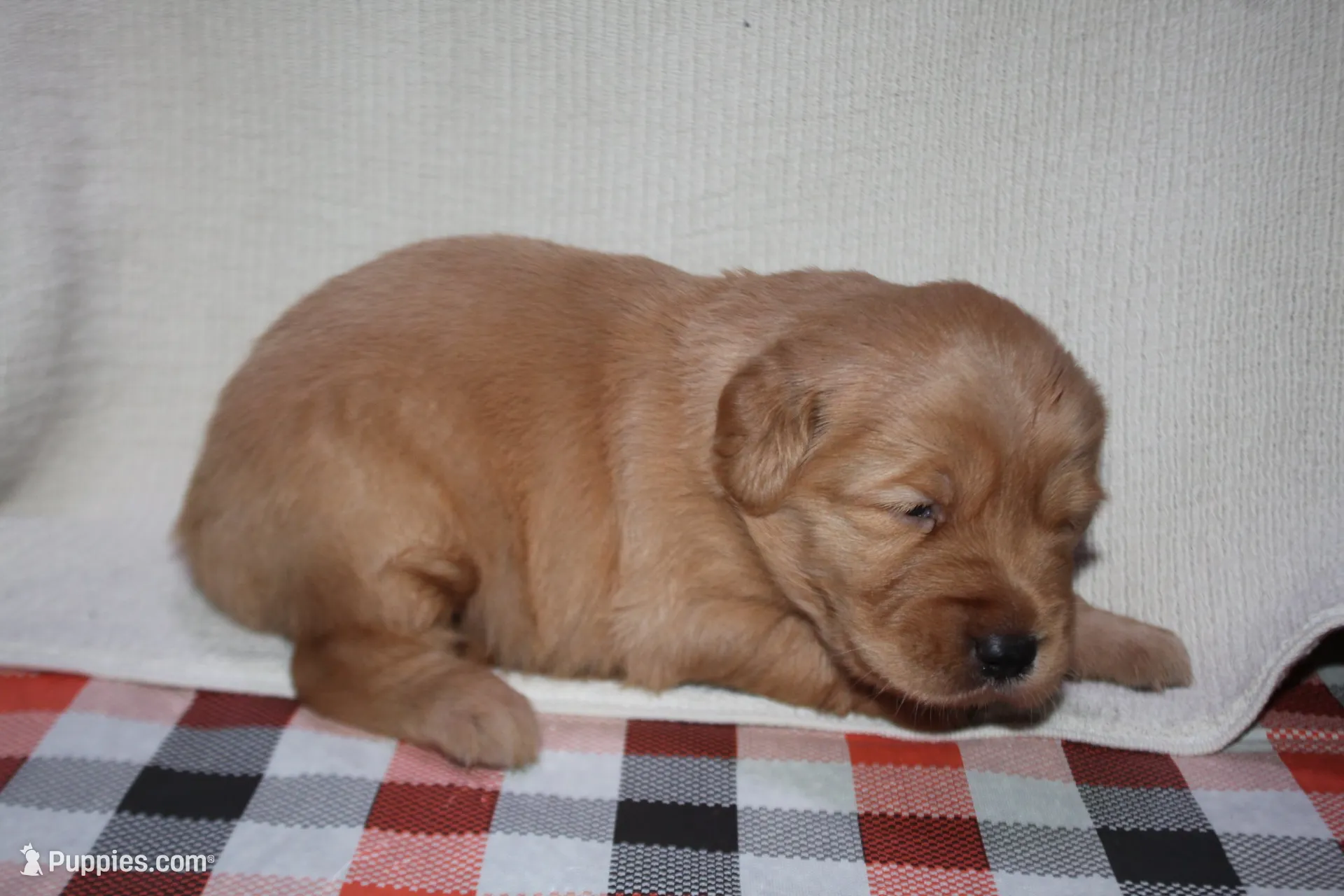Female 2, a female Golden Retriever for sale in Chickasha, OK – 1 of 5