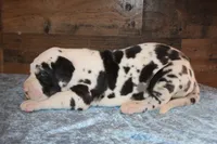 Harlequin Male, a male Great Dane for sale in Chickasha, OK – 4 of 5