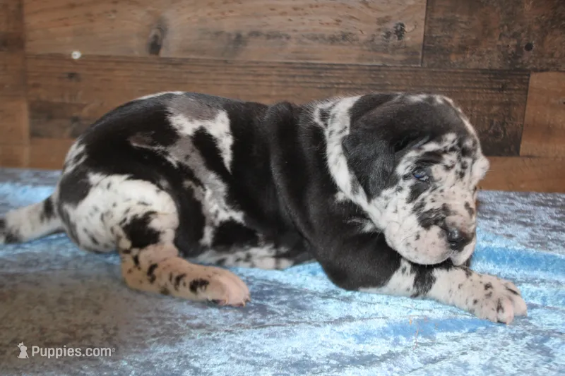 Merle Male – Great Dane puppy for sale in Chickasha, OK