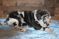 Merle Male, a male Great Dane for sale in Chickasha, OK – 1 of 8