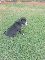 Female Mantle Full AKC Euro, a female Great Dane for sale in Chickasha, OK – 2 of 7