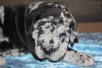 Merle Male, a male Great Dane for sale in Chickasha, OK – 5 of 8