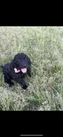 Girl, a female Goldendoodle for sale in Mount Pleasant, TX – 2 of 3