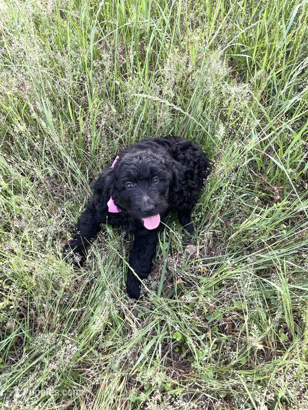 Girl – Goldendoodle puppy for sale in Mount Pleasant, TX