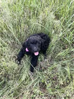 Girl, a female Goldendoodle for sale in Mount Pleasant, TX – 1 of 3