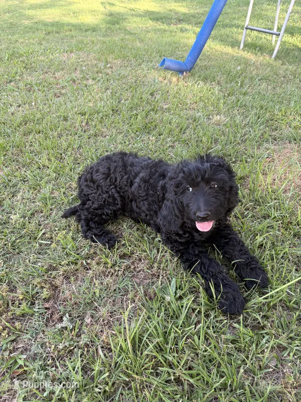 Little boy blue – Goldendoodle puppy for sale in Mount Pleasant, TX