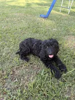 Little boy blue, a male Goldendoodle for sale in Mount Pleasant, TX – 1 of 5