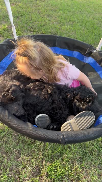 Little boy blue, a male Goldendoodle for sale in Mount Pleasant, TX – 5 of 5
