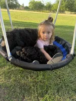 Little boy blue, a male Goldendoodle for sale in Mount Pleasant, TX – 4 of 5