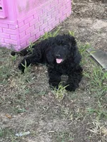 Little boy blue, a male Goldendoodle for sale in Mount Pleasant, TX – 3 of 5