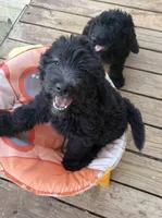 Little boy blue, a male Goldendoodle for sale in Mount Pleasant, TX – 2 of 5