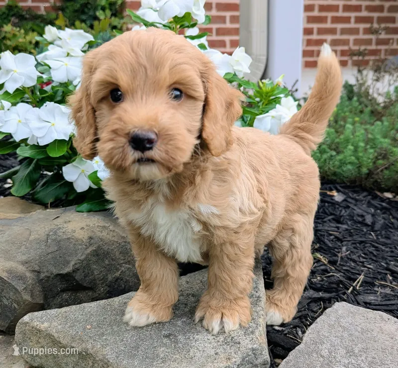 Percy F1B – Miniature Goldendoodle puppy for sale in Oldtown, MD