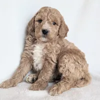 Della F1B, a female Miniature Goldendoodle for sale in Oldtown, MD – Photo 5 of 7