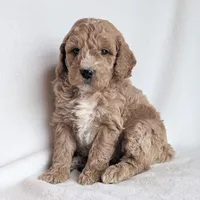 Della F1B, a female Miniature Goldendoodle for sale in Oldtown, MD – Photo 4 of 7