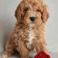 Della F1B, a female Miniature Goldendoodle for sale in Oldtown, MD – Photo 1 of 7