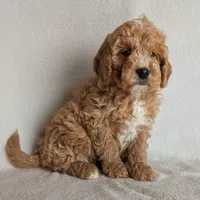 Della F1B, a female Miniature Goldendoodle for sale in Oldtown, MD – Photo 3 of 7