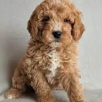 Della F1B, a female Miniature Goldendoodle for sale in Oldtown, MD – Photo 2 of 7