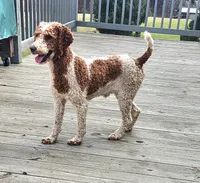Prince F1B, a male Miniature Goldendoodle for sale in Oldtown, MD – 5 of 5