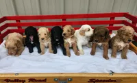 Prince F1B, a male Miniature Goldendoodle for sale in Oldtown, MD – 3 of 5