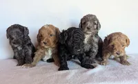 Della F1B, a female Cockapoo for sale in Oldtown, MD – 3 of 5
