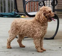 Bear, a male Cockapoo for sale in Oldtown, MD – 5 of 5