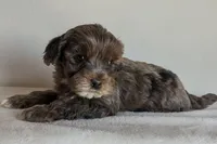Bear, a male Cockapoo for sale in Oldtown, MD – 2 of 5