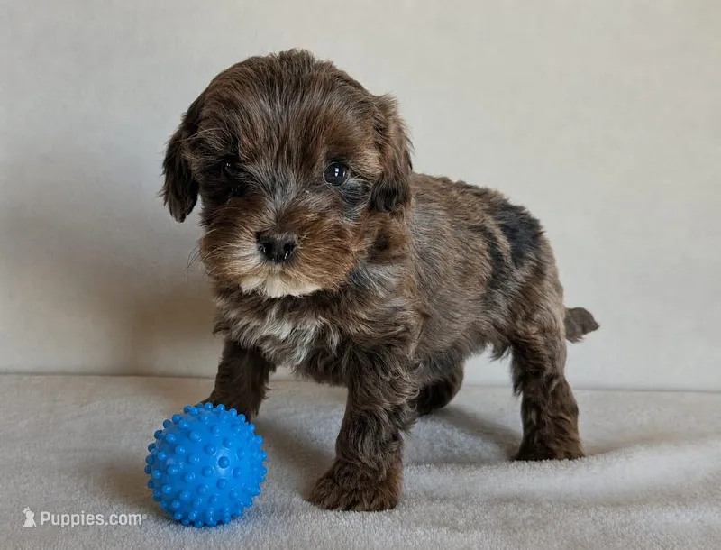 Bear – Cockapoo puppy for sale in Oldtown, MD