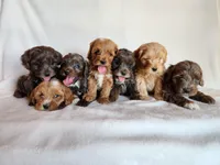 Bear, a male Cockapoo for sale in Oldtown, MD – 3 of 5