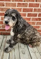 Prince F1B, a male Miniature Goldendoodle for sale in Oldtown, MD – 4 of 5