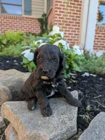 Pepper F1B, a male Miniature Goldendoodle for sale in Oldtown, MD – 2 of 5