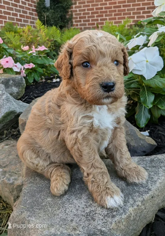 Penny F1B – Miniature Goldendoodle puppy for sale in Oldtown, MD